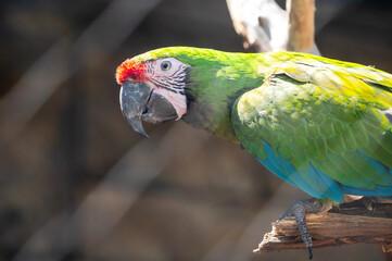 Green parrot sits on a tree branch in a poultry house