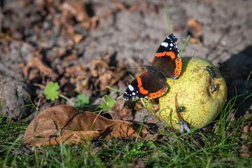 Butterfly Atalanta Vanessa atalanta on a pear.
