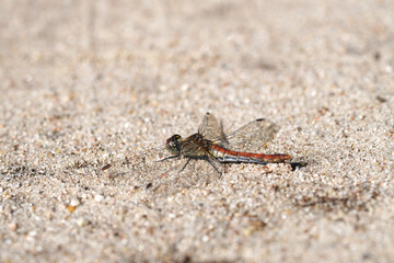 A dragonfly sits on the sandy bottom. Insect close up.