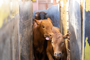 Cows being loaded onto a truck