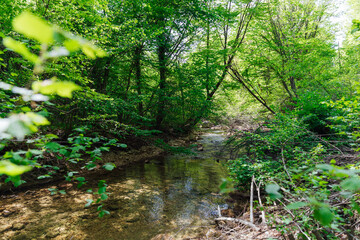 Obraz premium beautiful landscape in a green forest in the mountains