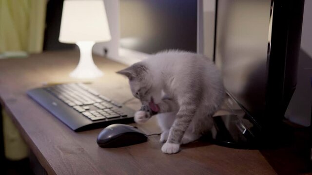 The cat sits on the computer table next to the keyboard and licks himself