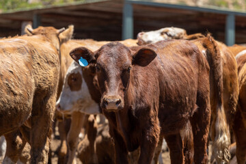 Cows in a feedlot or feed yard