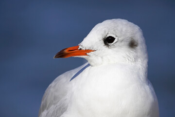 Portrait of a seagull on the beach in Usedom
