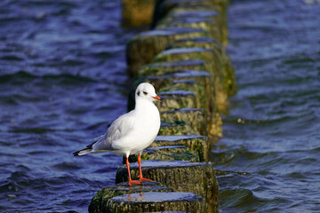 Portrait of a seagull on the beach in Usedom
