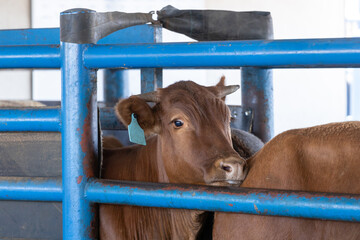 Cows in a chute during processing