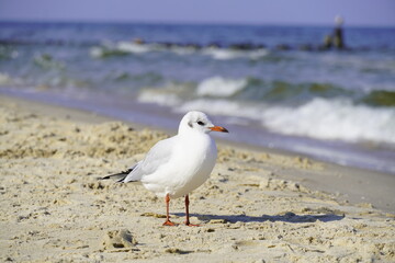 Portrait of a seagull on the beach in Usedom
