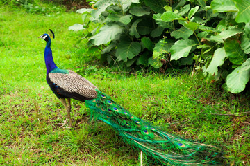 Naklejka premium peacock in the forest