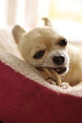 Closeup portrait of small funny beige mini chihuahua dog, puppy eating bone