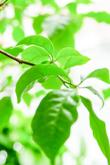 Fototapeta na wymiar Fresh green leaves and green trees