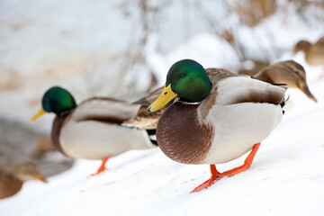 Mallard ducks standing on the snow near the lake. Wild ducks in winter season