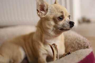Closeup portrait of small funny beige mini chihuahua dog, puppy eating bone