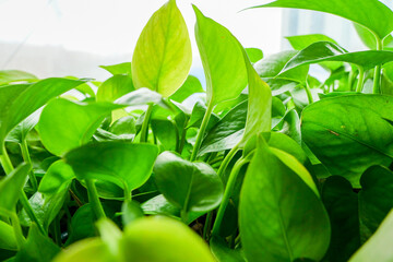 Fresh green leaves and green trees