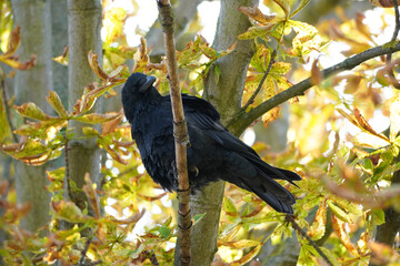 A carrion crow sits on a branch with autumn leaves.
