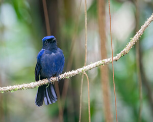 Large Niltava perching eye level on tree branch
