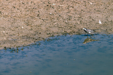 petit oiseau au bord de l'eau