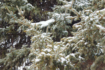 Pine tree, pine needles, spruce in snowy day