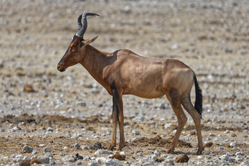 Südafrikanische Kuhantilope