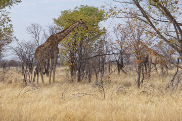 Fototapeta na wymiar Giraffen