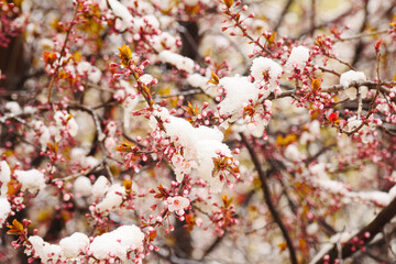 Apricot blossoms are frozen in spring