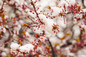 Apricot blossoms are frozen in spring