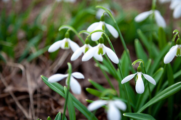 Flowers snowdrops in garden, sunlight. First beautiful snowdrops in spring. Common snowdrop...