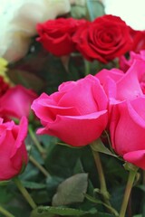 pink rose on a green background