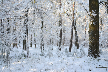 winterlandschaft Baum im Wald 