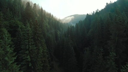 Flight over mountains covered with coniferous forest. Aerial panorama of beautiful mountain landscape