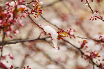 Apricot blossoms are frozen in spring