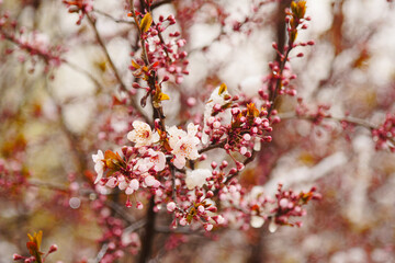 Apricot blossoms are frozen in spring