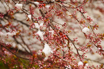 Apricot blossoms are frozen in spring