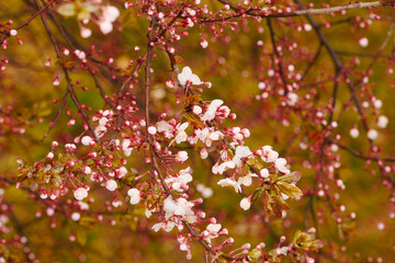 Apricot blossoms are frozen in spring