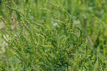 Ragweed plants (Ambrosia artemisiifolia) causing allergy