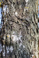 Birch trunk with deep grooves and cracks, close-up background texture