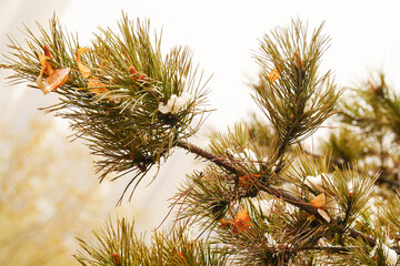 Pine needles and pine cones covered in snow and ice