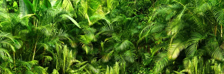 Wall murals Lime green beautiful green jungle of lush palm leaves, palm trees in an exotic tropical forest, tropical plants nature concept for panorama wallpaper, selective sharpness
