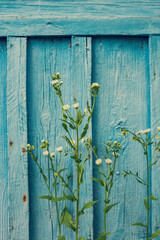 wildflowers on a blue wooden background. Vintage Rustic Style 