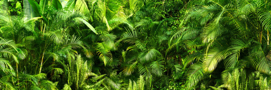 Fototapeta beautiful green jungle of lush palm leaves, palm trees in an exotic tropical forest, tropical plants nature concept for panorama wallpaper, selective sharpness