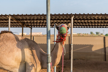 Racing camel on a farm in Al Ain, Abu Dhabi, UAE