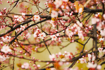 Pink apricot blossoms blooming in spring