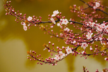 Pink apricot blossoms blooming in spring
