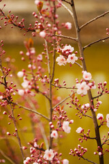 Pink apricot blossoms blooming in spring