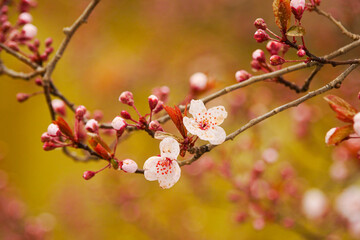 Pink apricot blossoms blooming in spring
