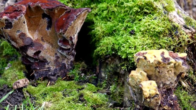 Handheld camera moving slowly from yellow color Phaeolus schweinitzii, common name Dyers Mazegill to another red colour Dyer's Polypore fungus growing on rotten tree butt.