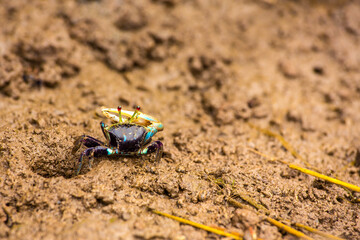 Fiddler crab