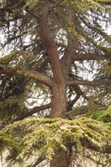 Fototapeta na wymiar Pine spruce covered by snow