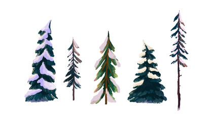 A set of snow-covered coniferous trees. Spruce and pine trees in the snow