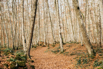 Forest covered by foliage in autumn