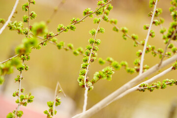 Spring elm green elm seeds